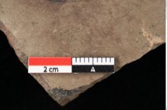 Foto (Detailansicht) von Pinus palaeostrobus Ettingshausen (NHMW-GEO-2024-0188-0205)